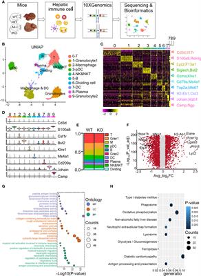 Single-cell RNA sequencing reveals a novel inhibitory effect of ApoA4 on NAFL mediated by liver-specific subsets of myeloid cells